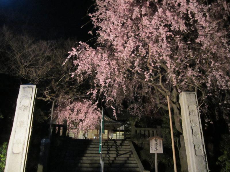 枝垂れ桜　